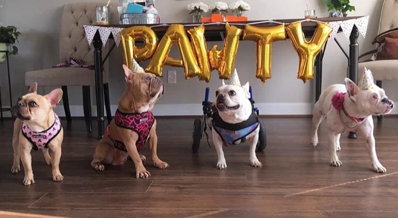 Party with Dog