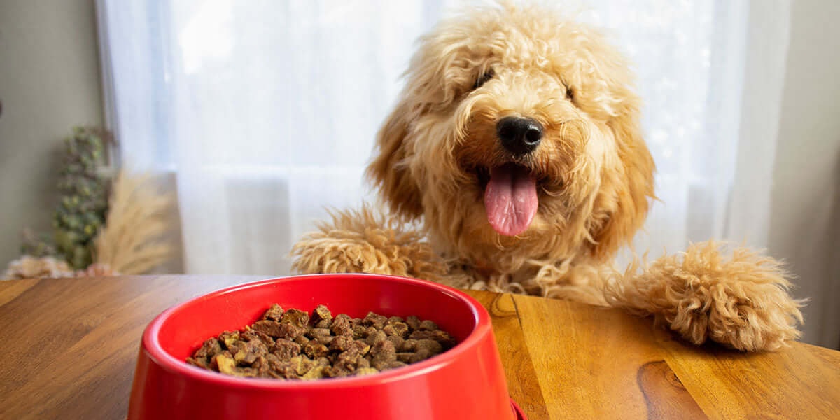 Types of Dog Food Explained