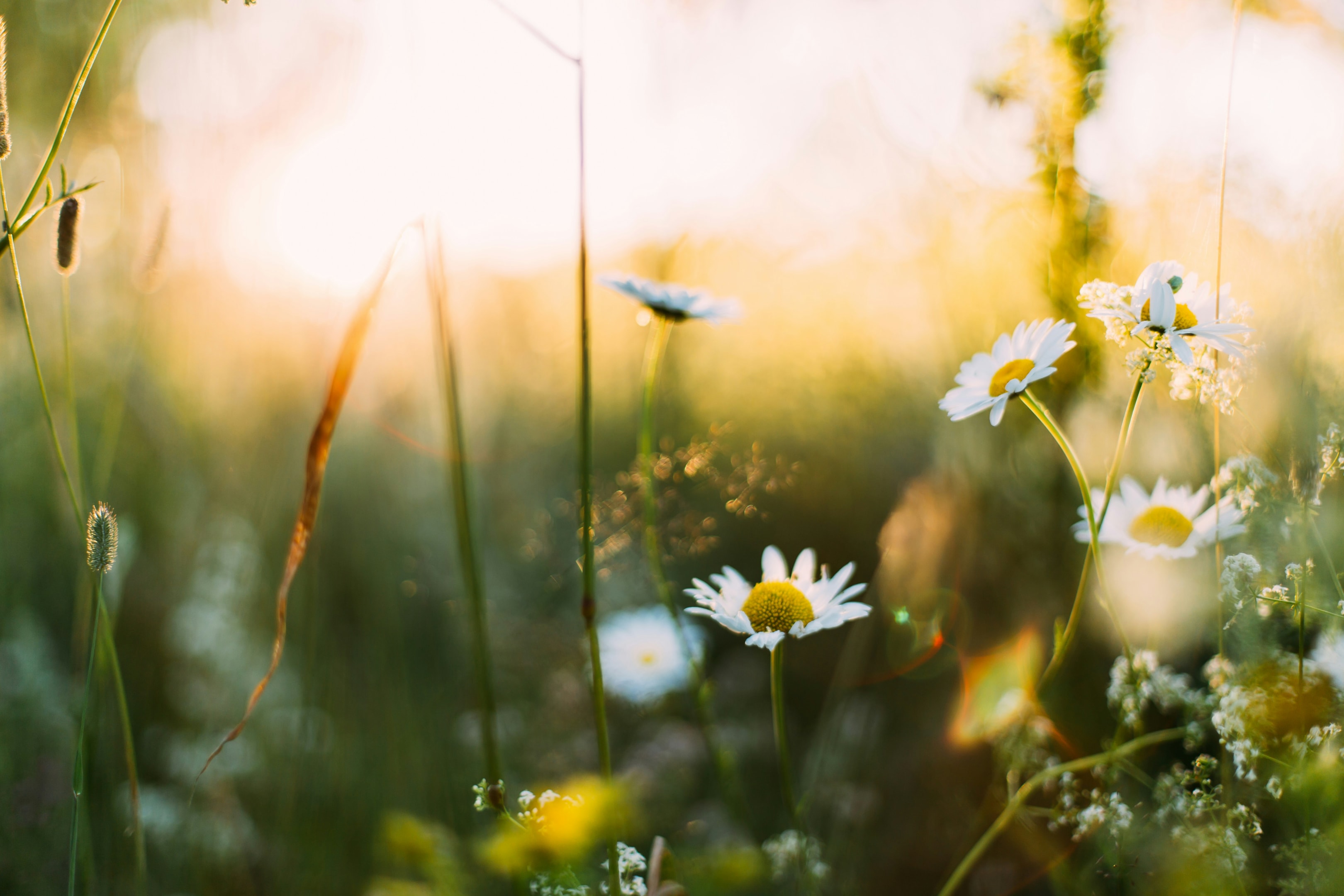 Flowers growing in grassy field, showing transition to spring during April. 