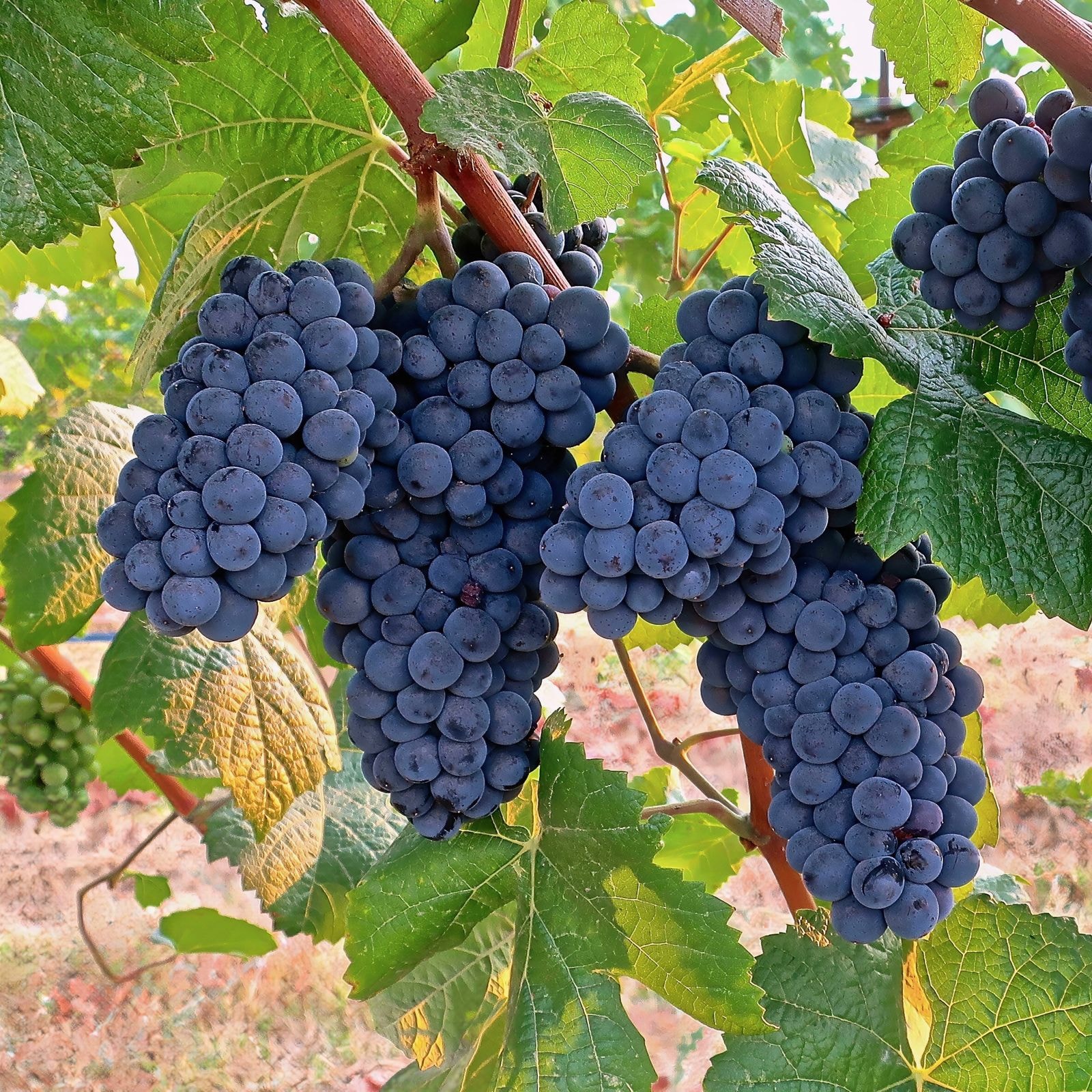 Clusters of Pinot Noir