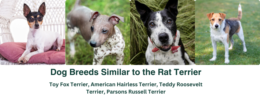 Dog breeds similar to the Rat Terrier