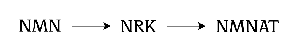 Texto NMN > vía NRK que se convierte en NAD+