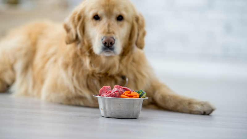 04166df7 5dae 403d bd53 d7818488a659 Can Dogs Eat Mandarins Safely? A Comprehensive Guide