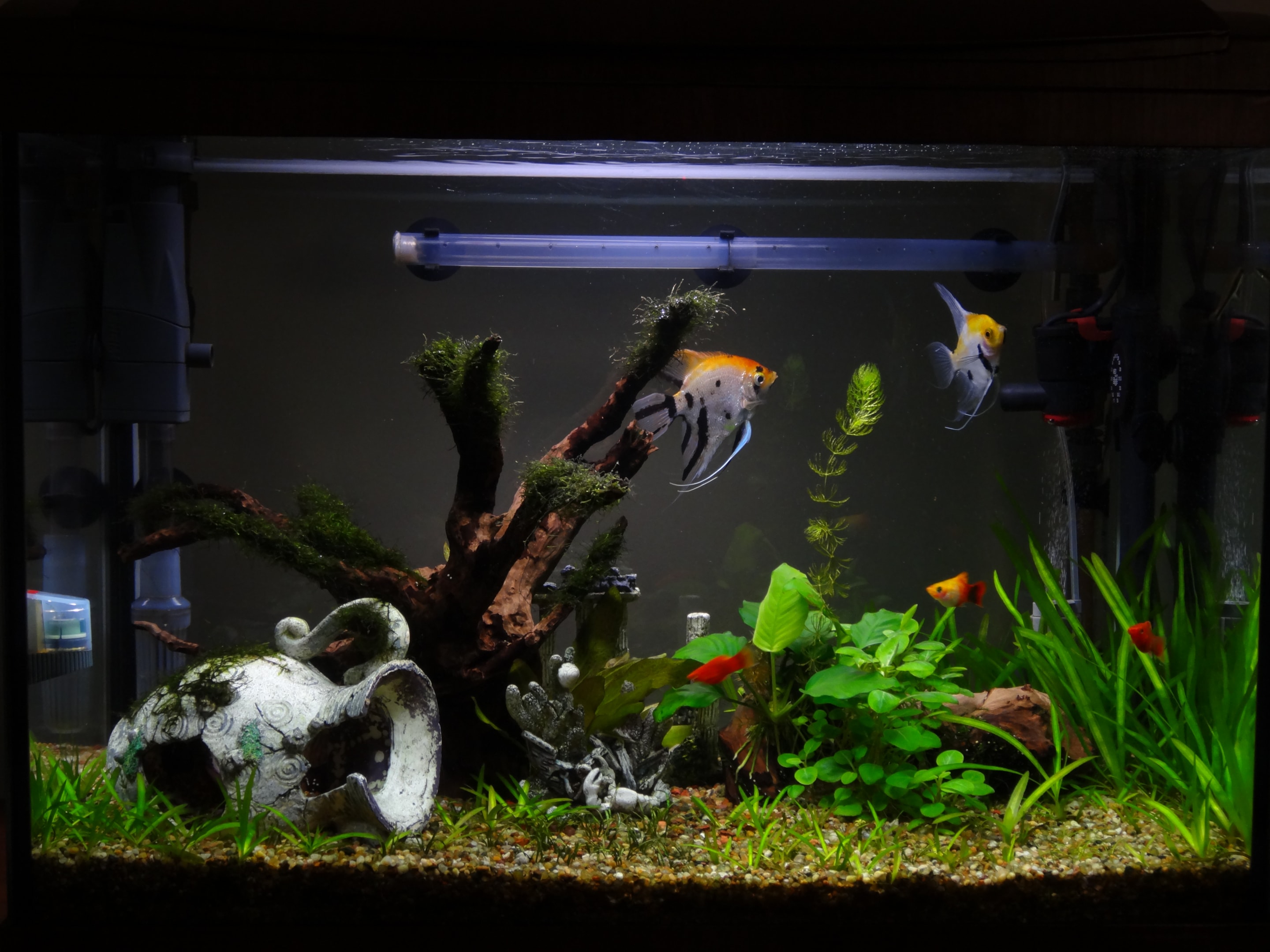 Bleach can be used to clean decorations in your aquarium