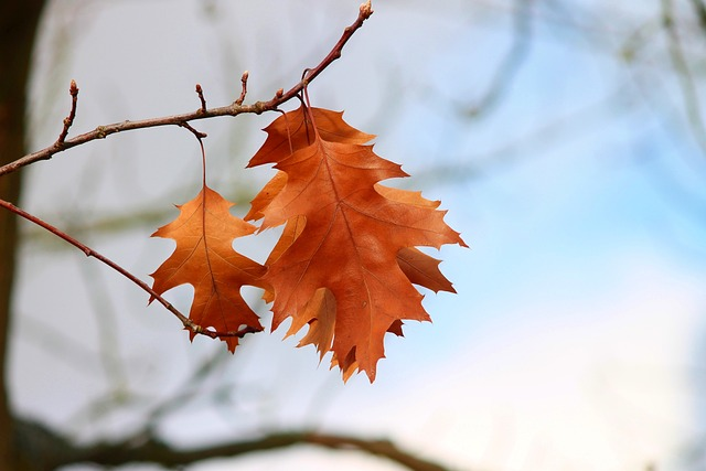 Quercus rubra leaves