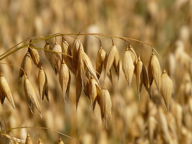 oats, oat plant
