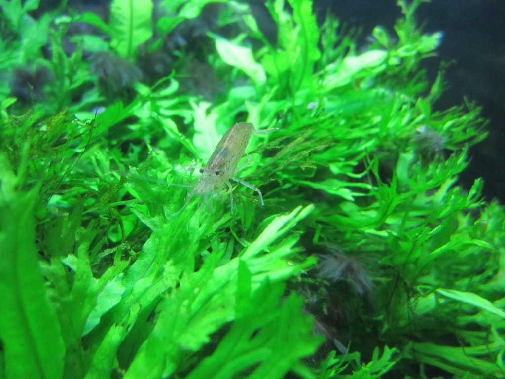 Java Fern