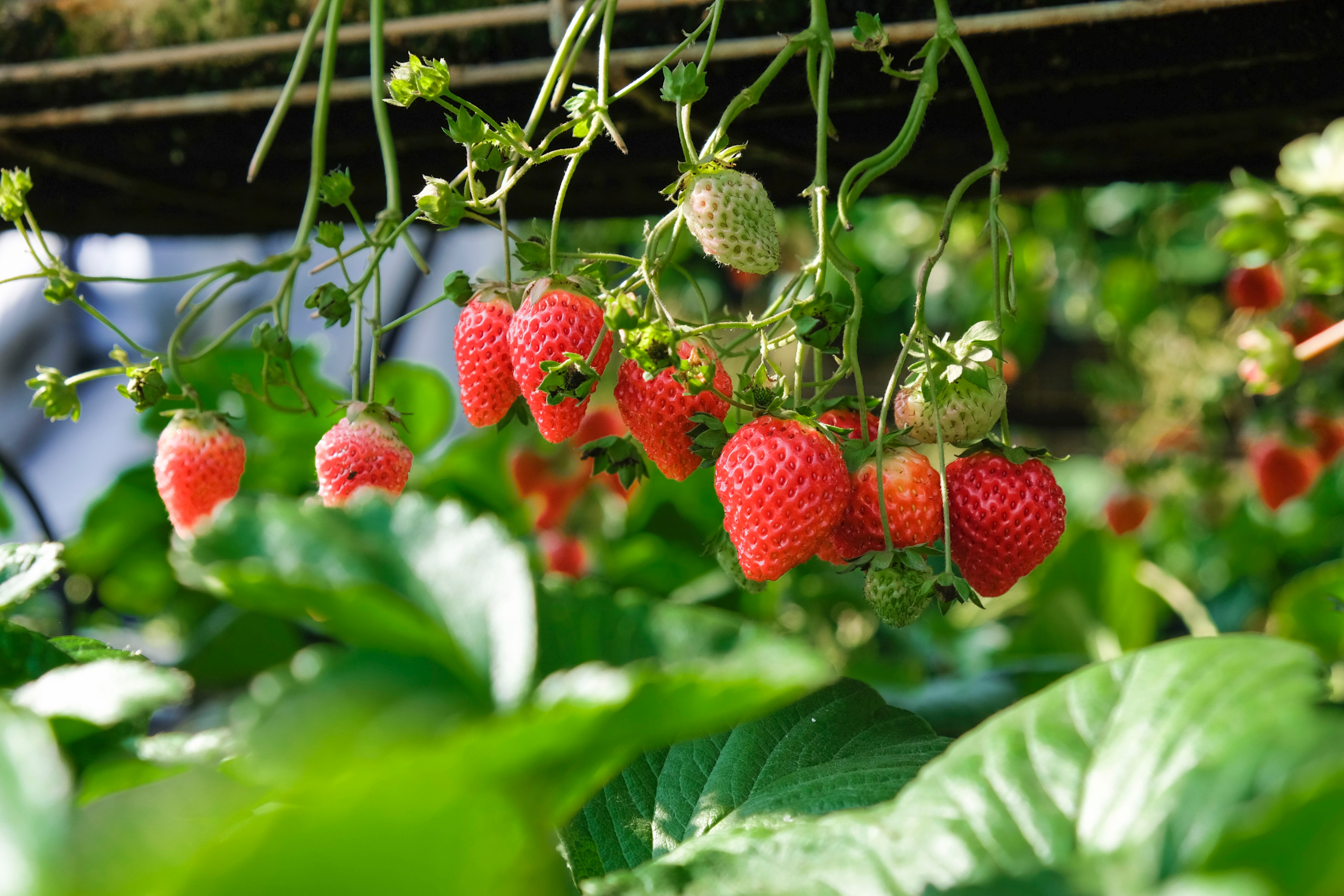 strawberry variety, fruits, alpine strawberries