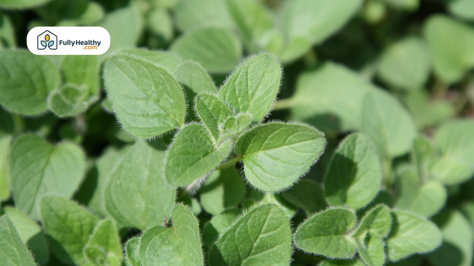 Close-up of fuzzy green oregano leaves in natural daylight