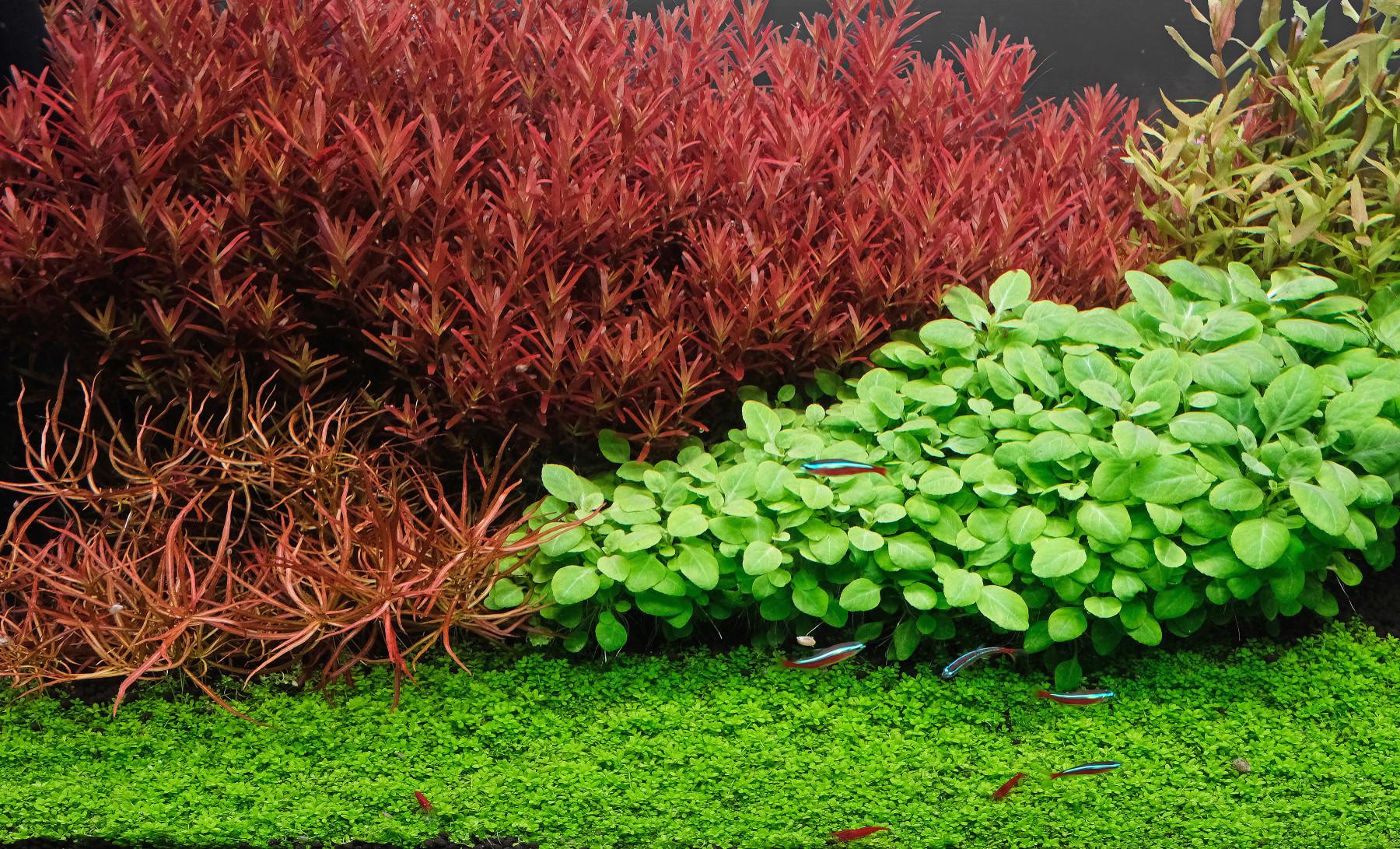 Lobelia cardinalis, Rotala 'blood red sg', Ludwigia arcuata