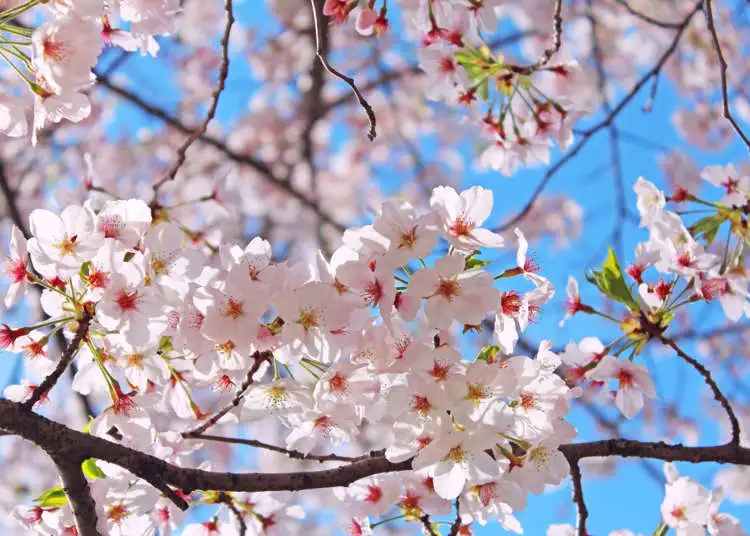 Somei Yoshino Cherry Tree