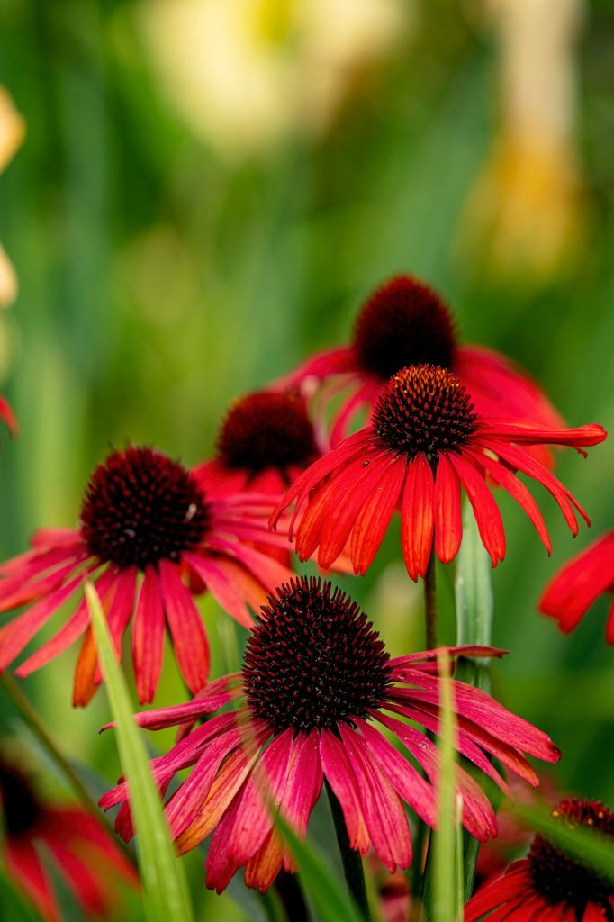 Echinacea