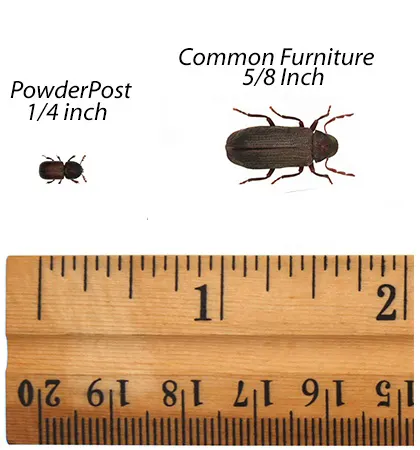  A size comparison of the powderpost and common furniture beetle.