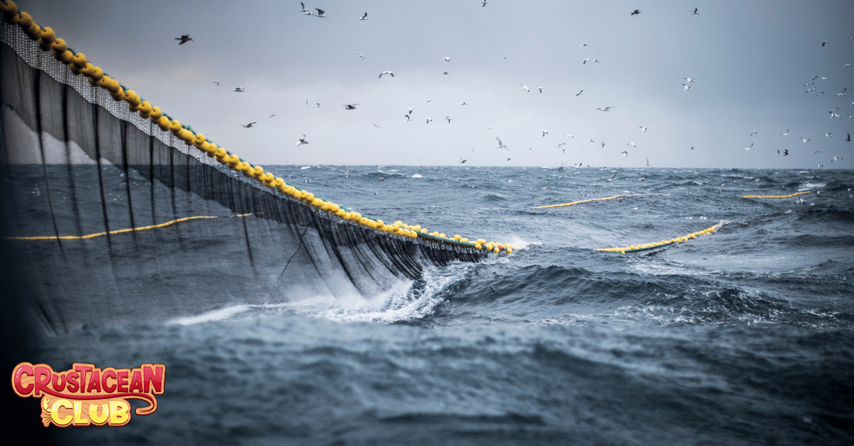 An image of bottom trawling 