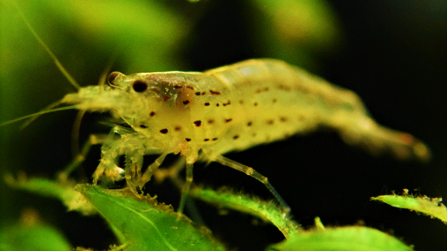 Amano Shrimp 