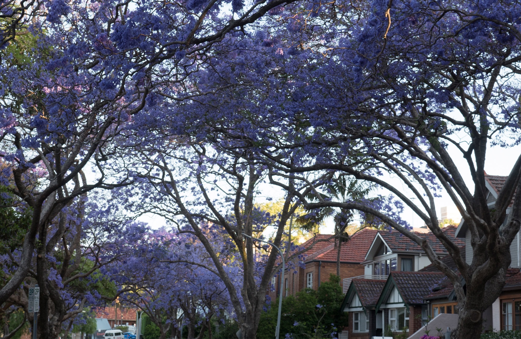 Sydney in Spring
