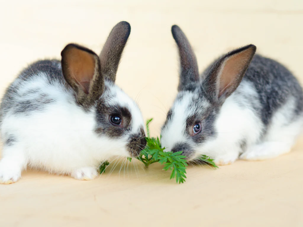 rabbit health