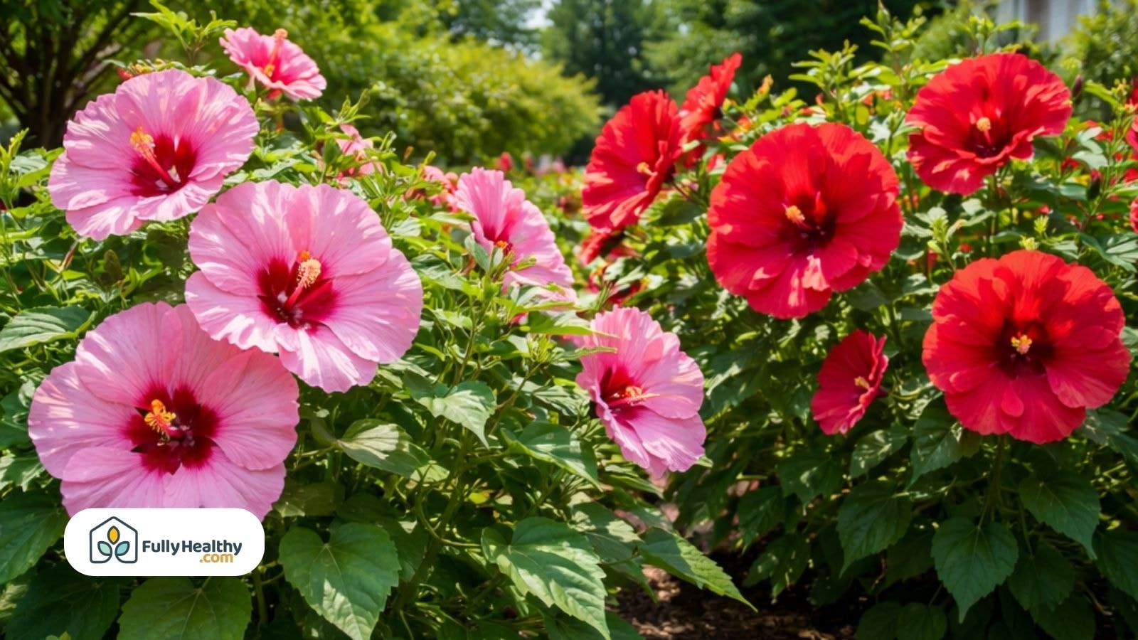 Close-up of vibrant pink and red hibiscus in sunlight