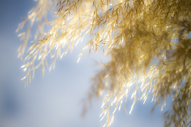 pampas grass, heaven, yellow