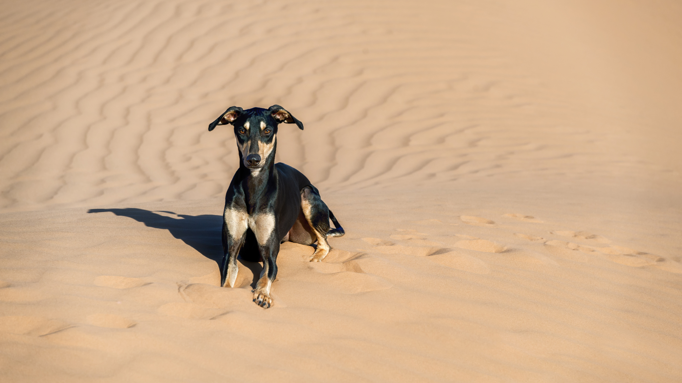 A dark and fawn Arabian Greyhound laying by a sand dune