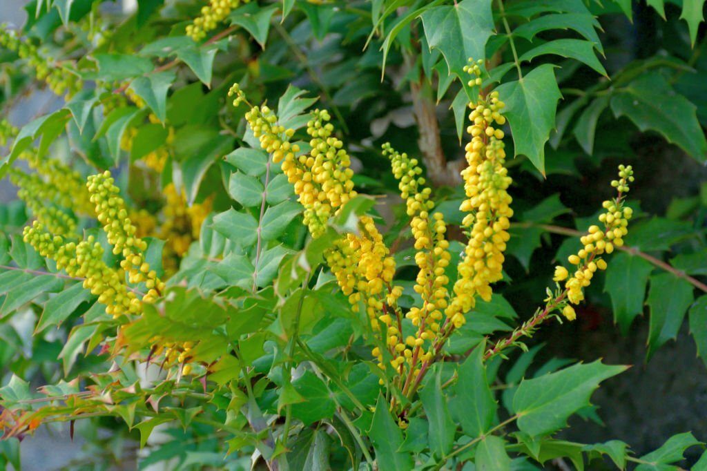 Mahonia Japonica