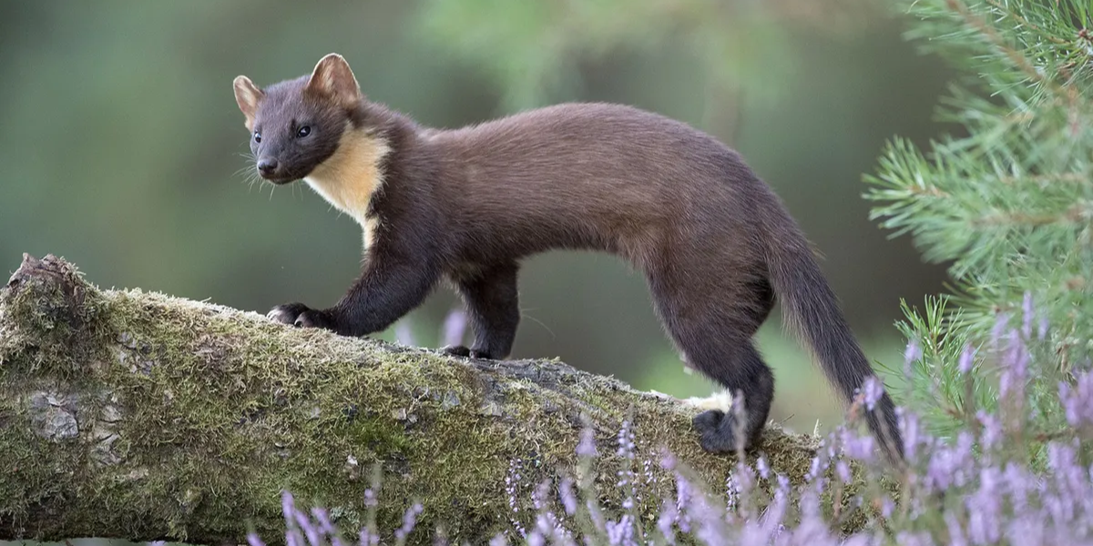 common dangerous animals in ireland