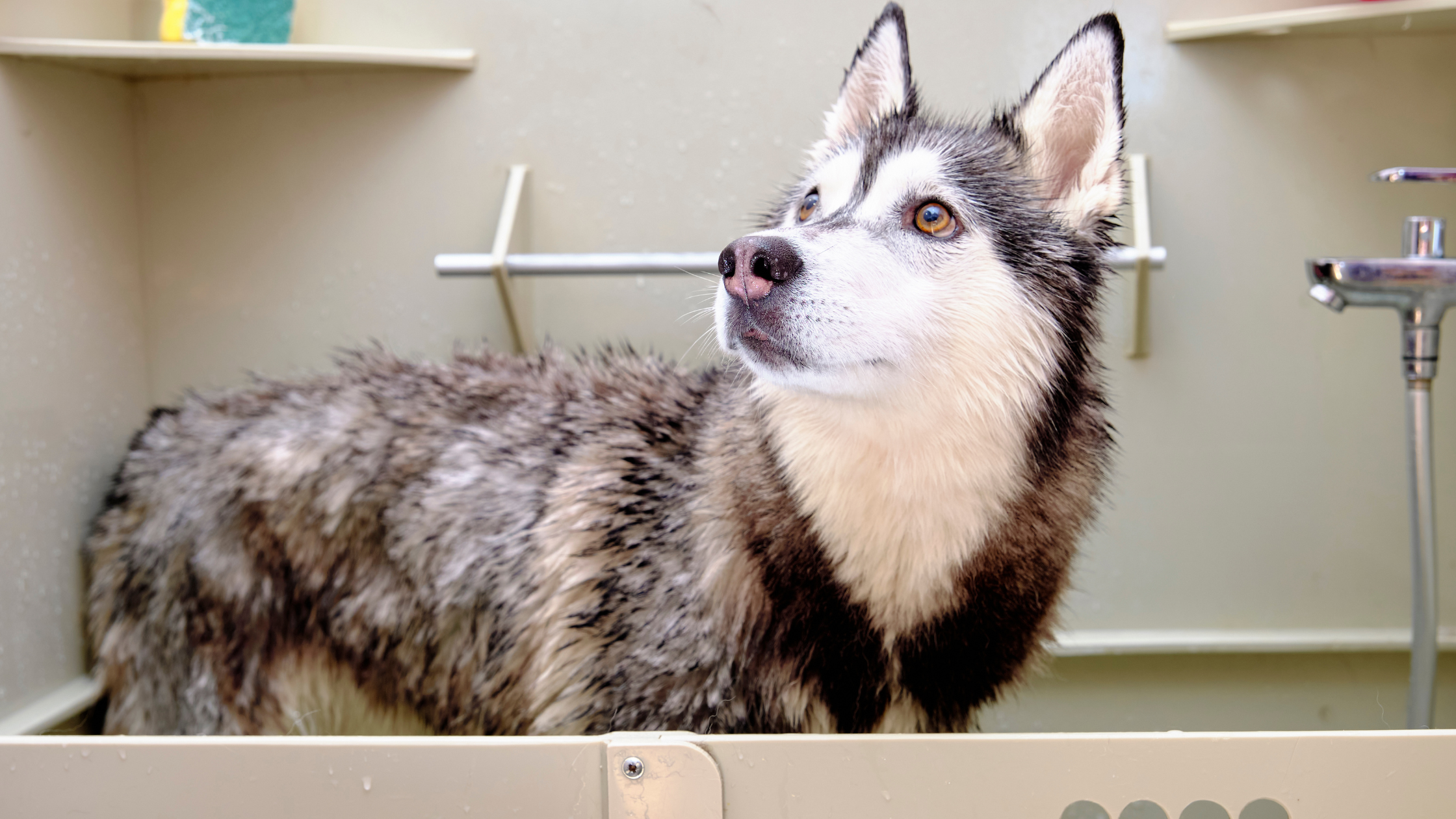 A Husky receiving a bath