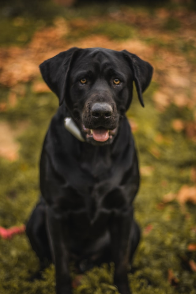 My dog clearance swallowed a squeaker