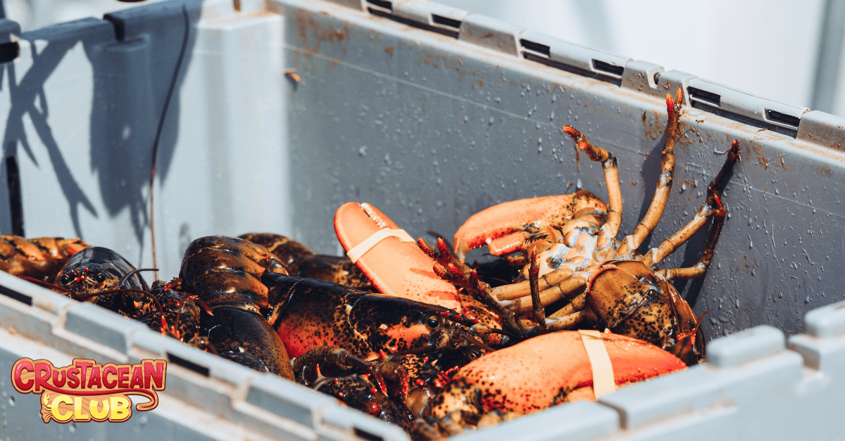 Storing lobsters in a cool environment