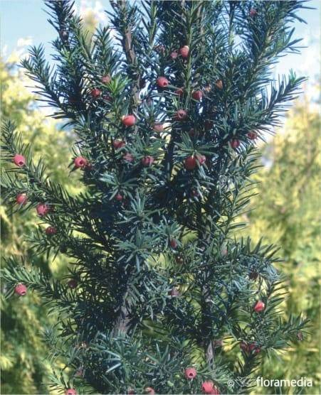 Cała roślina Cisu jest trująca 