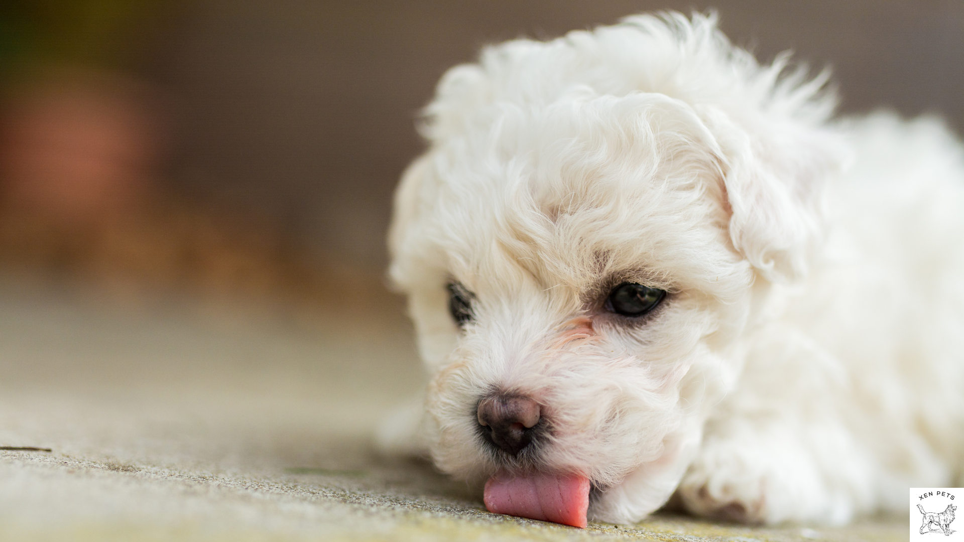Maltese puppy licking the floor