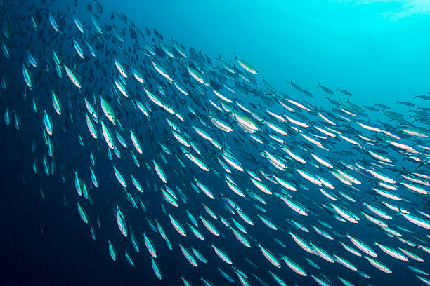 schooling fish