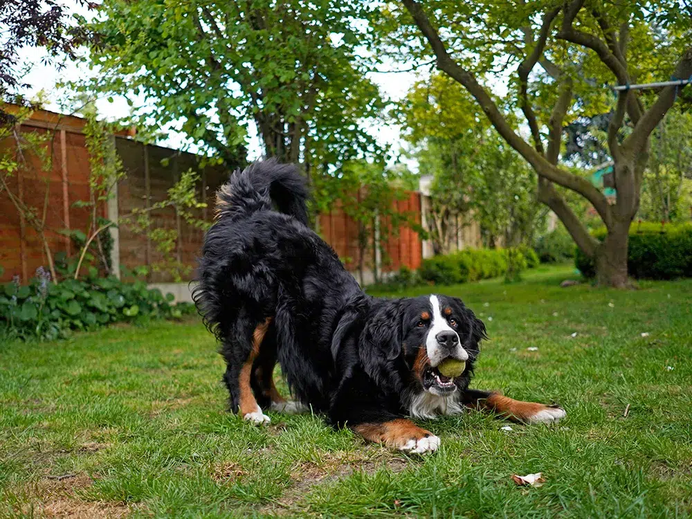 Understanding Canine Body Language