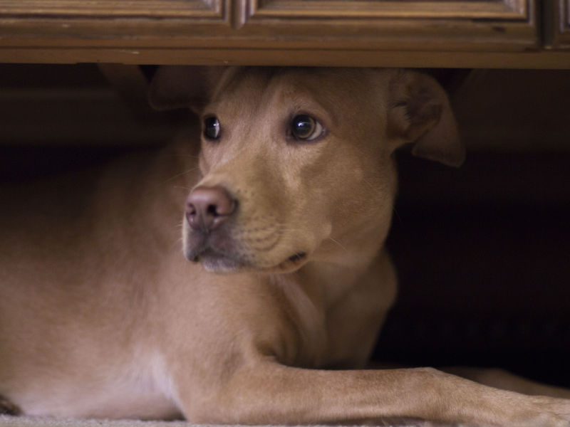 fearful dog hiding under cabinet because of thunder