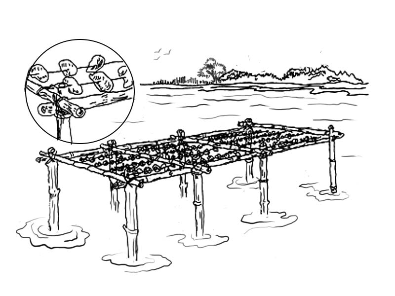 Graphic representation of oyster cultivation.