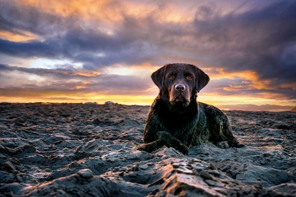 Black Dog Lying Down With Sunset Background