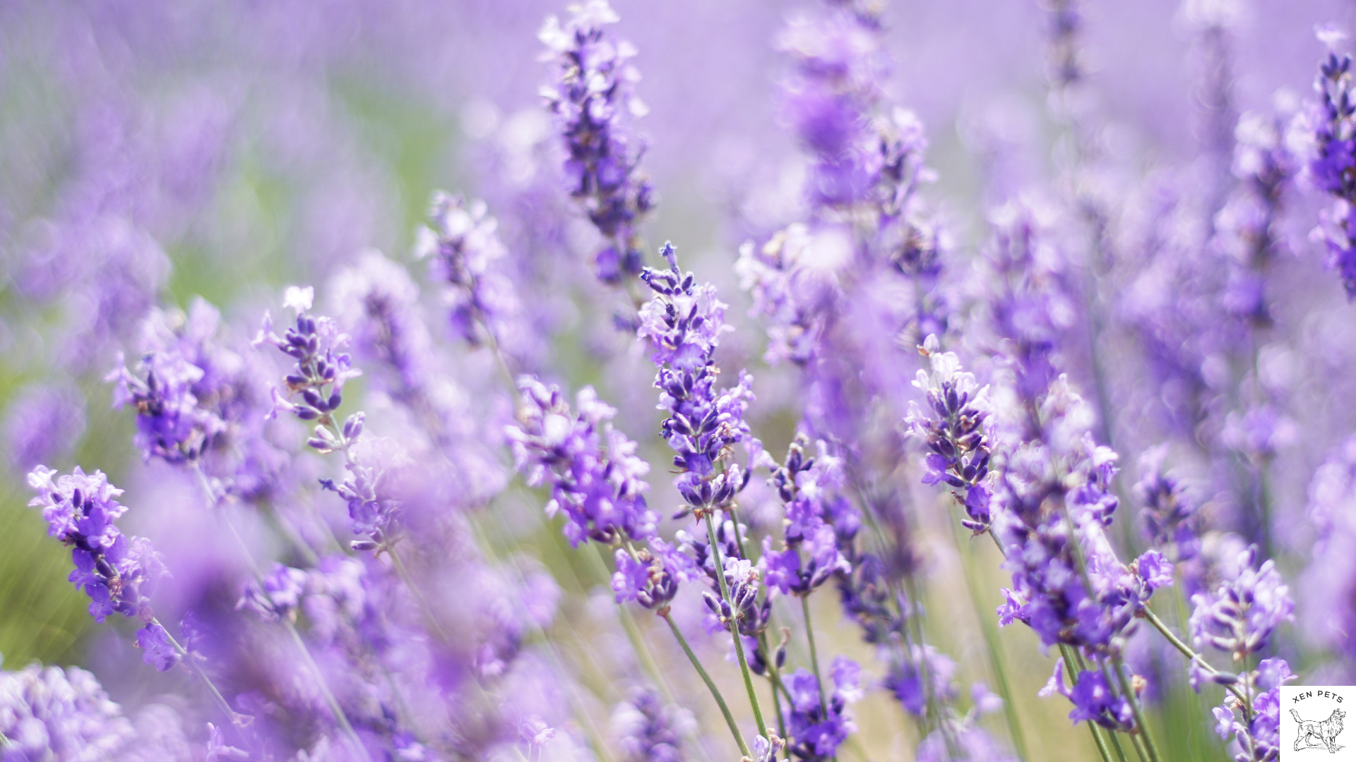 lavender plants in a field