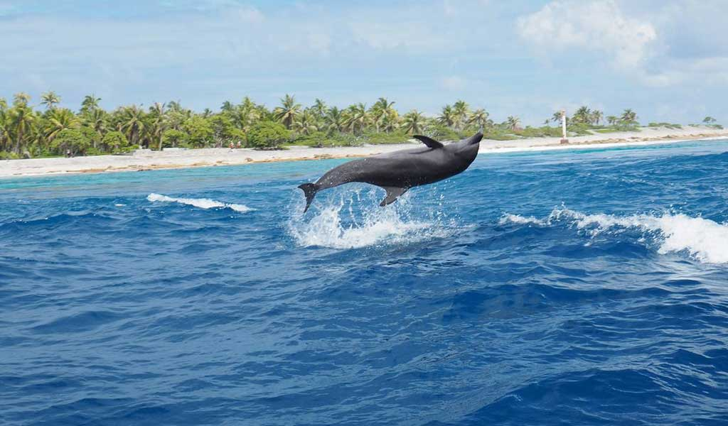 isup,naples beach,marine life,blue spring state park,inflatable paddle boards,andrews state park st,paddle boarding