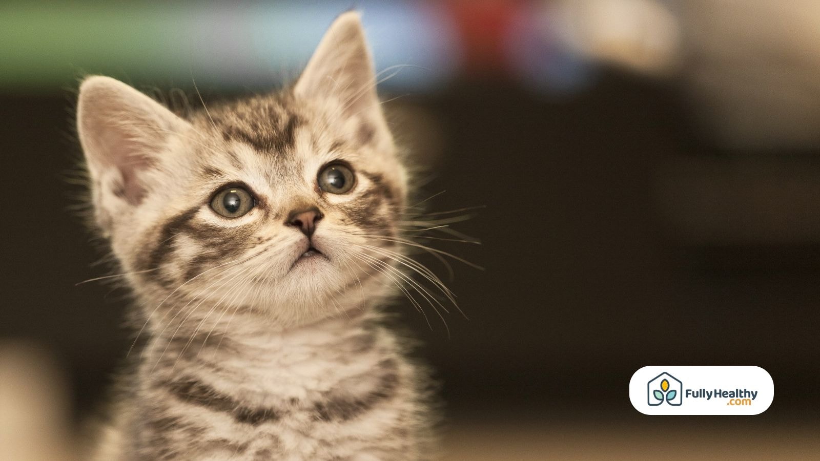 Curious gray tabby kitten staring with wide eyes indoors