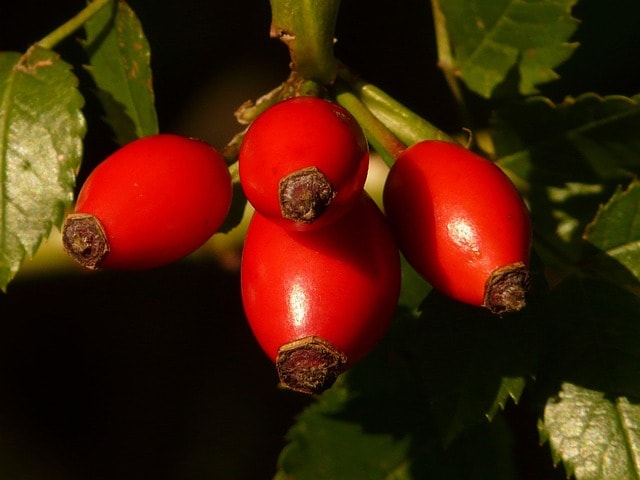 rose hip, fruit, harvested fruit, red, dog rose, rosa canina, hagrose, rose hip, rose hip, fruit, dog rose, rosa canina, rosa canina, rosa canina, rosa canina, rosa canina
