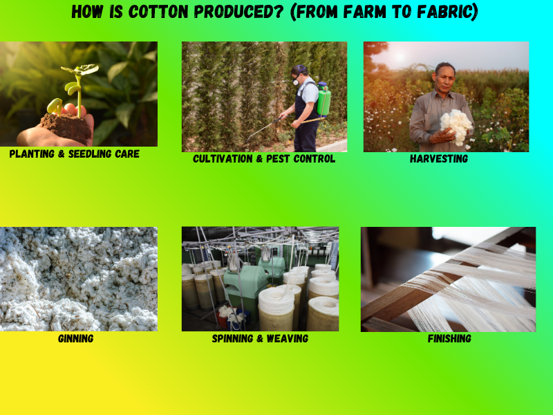 AN ILLUSTRATION OF A PROCESS OF COTTON PRODUCTION