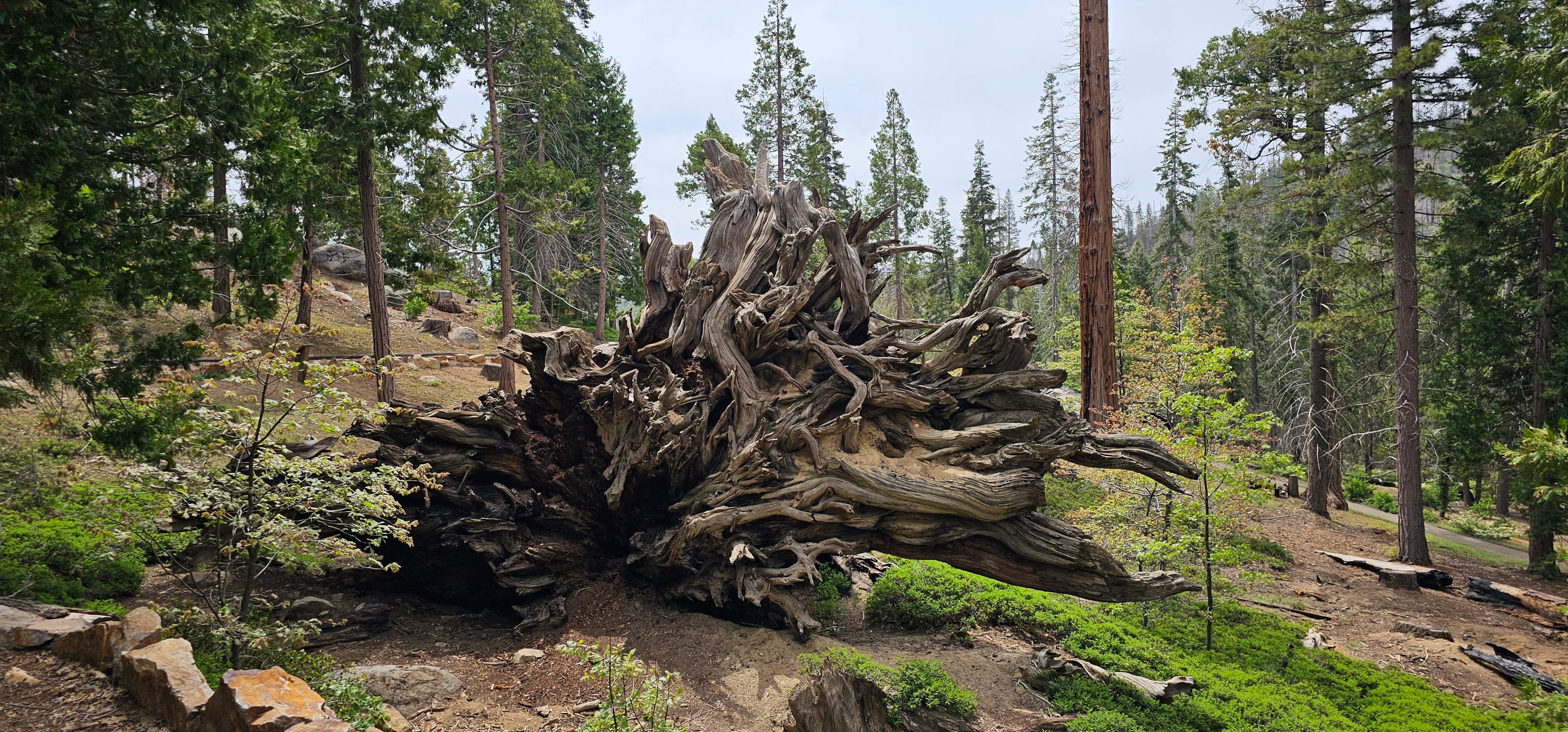 Giant Fallen sequoia at trail of 100 giants