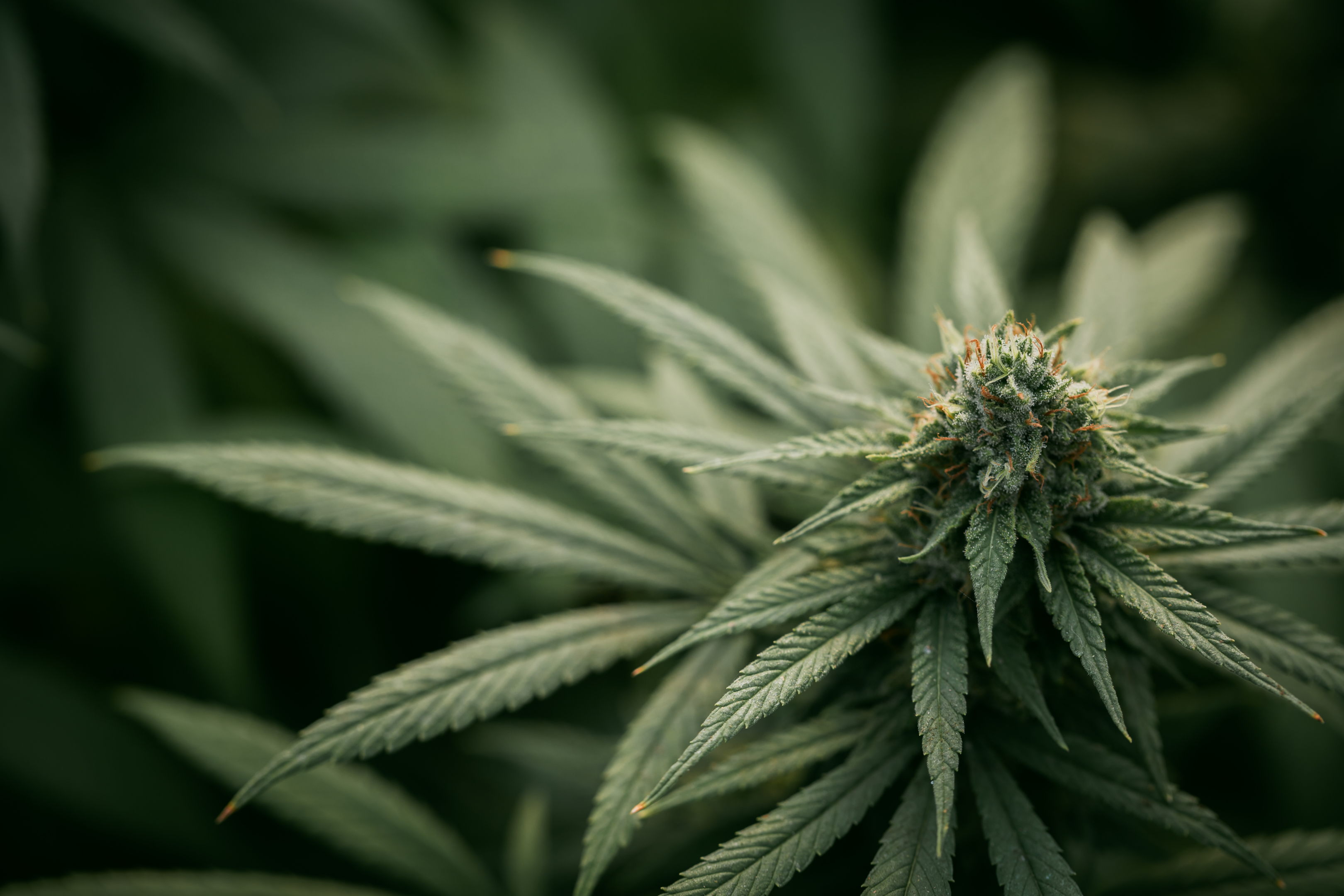 Cannabis plants used to make delta 8 gummies, delta 9 THC, delta 8 THC gummies, full spectrum and broad spectrum products, all in the name of helping people and using quality ingredients to protect them from physical harm.