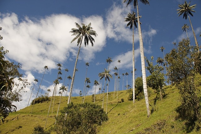 15 lugares para ir de vacaciones en Colombia 8 palma, wax palm, valle del cocora, colombia, easter, landscape, cruz, palms, cocora-valley, tree, tropical, trees, darling, moutains, nature, weihwasserkessel, gebetbücher, faith