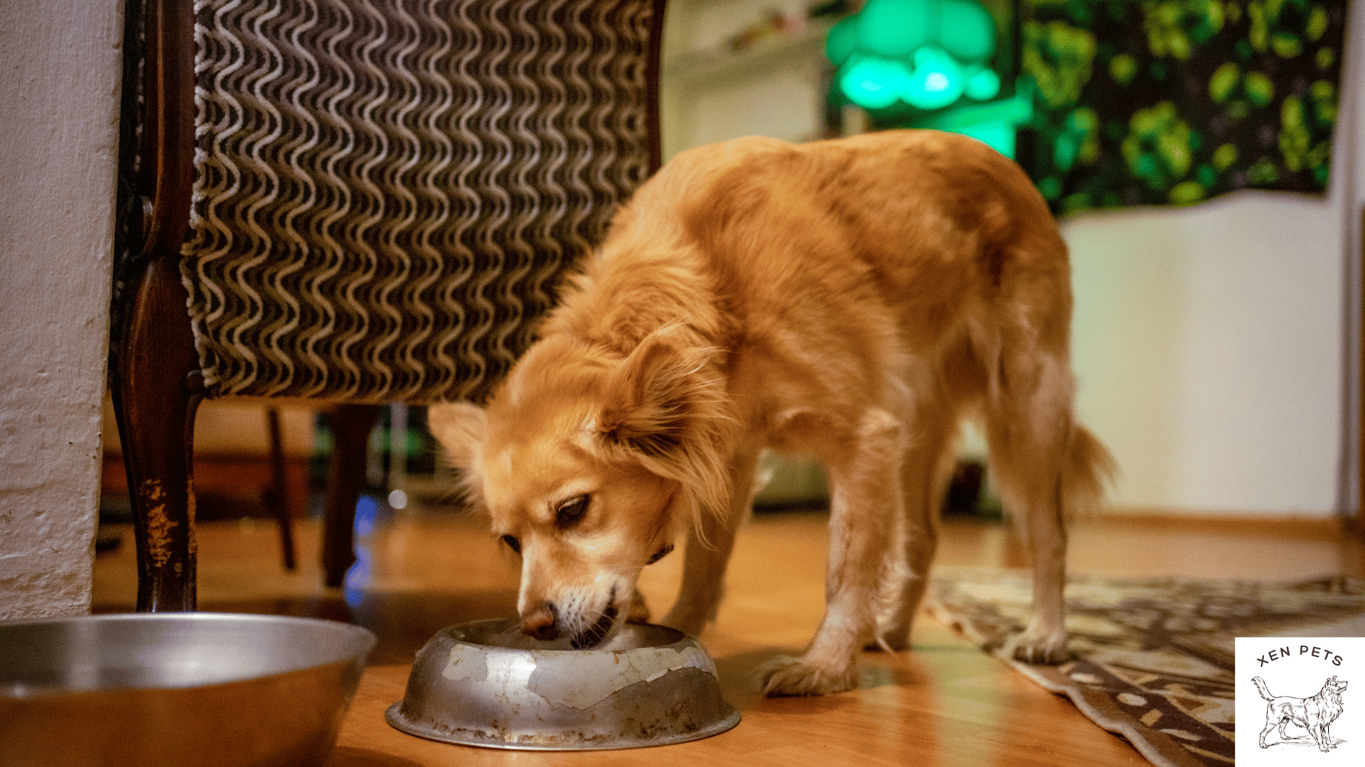 dog eating out of a bowl