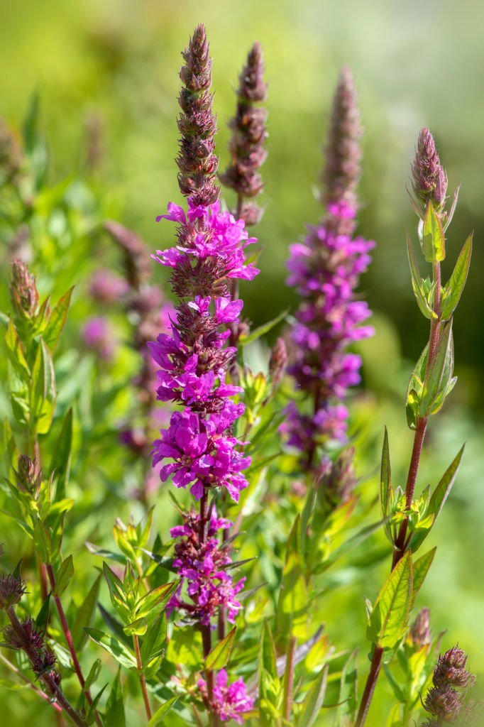 Lythrum Salicaria