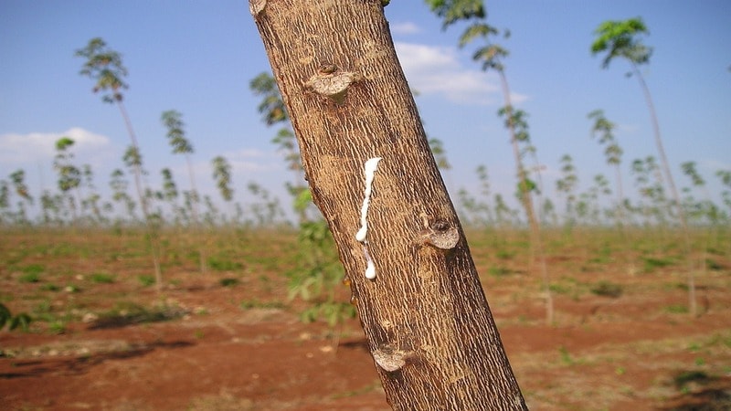 Rubber Tree