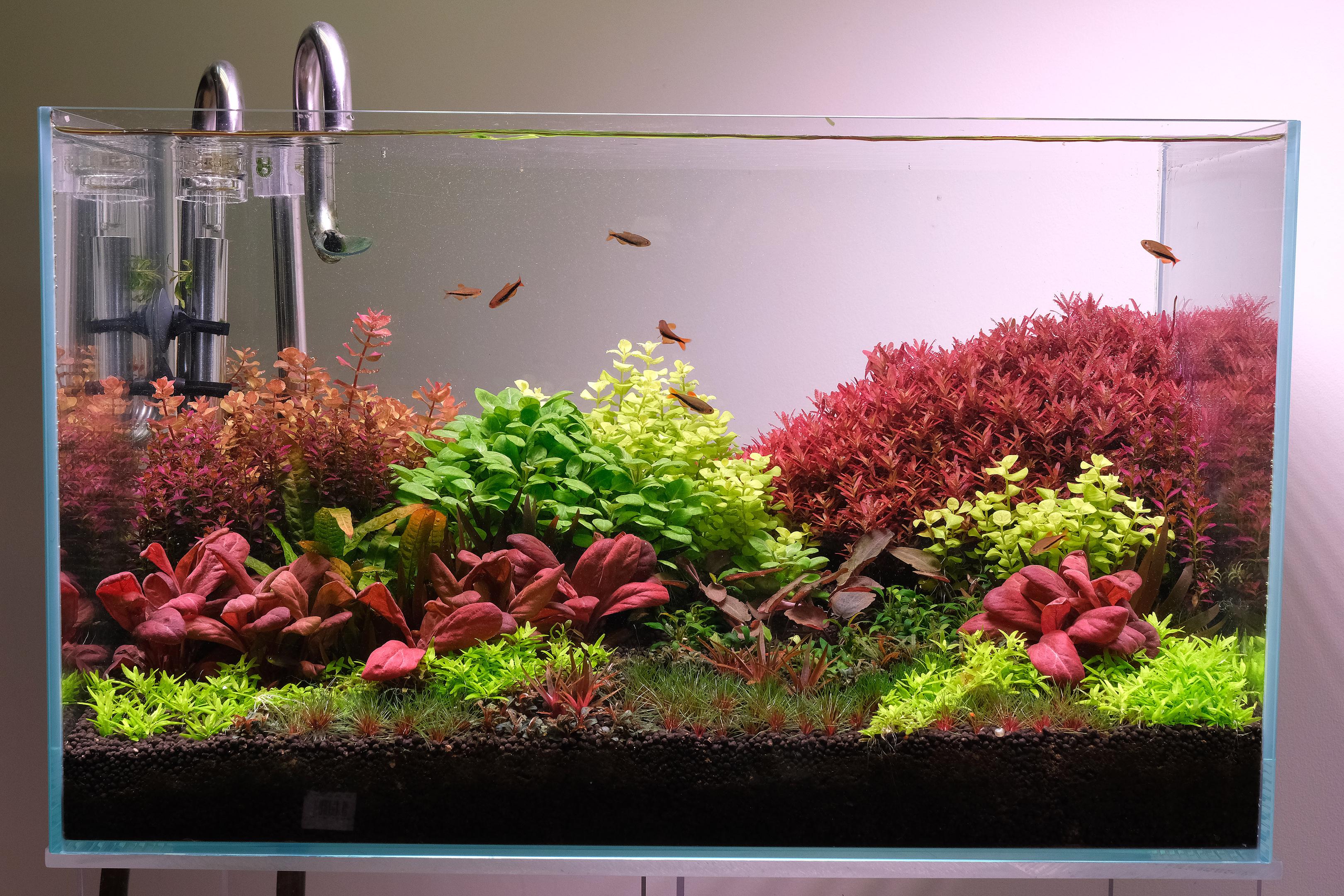 Dutch Style aquarium lit by Week aqua A430 at 81R 81G 42B setting
