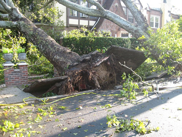 Trees fall on neighbor's property during a storm, forcing them to move to a safe location