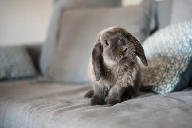 Removing Rabbit Hair From Clothing and Furniture